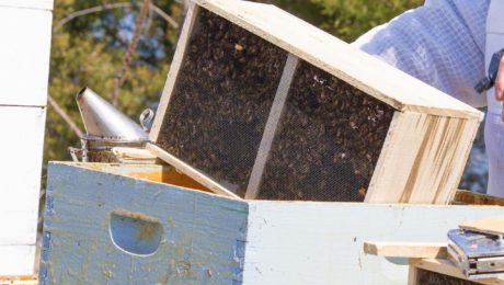 how to install package bees