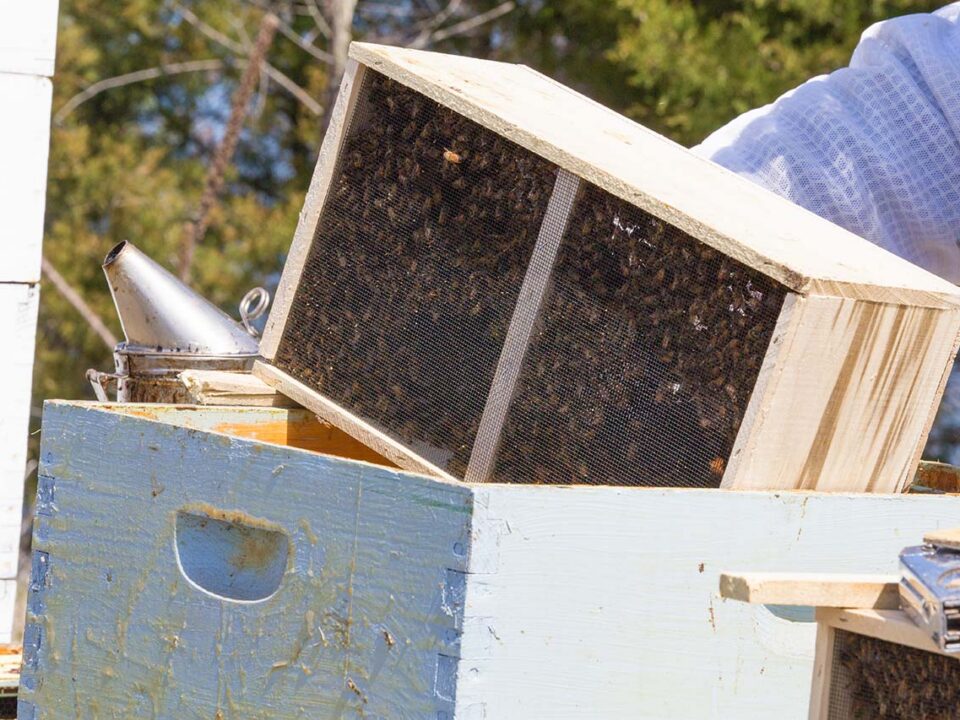 how to install package bees