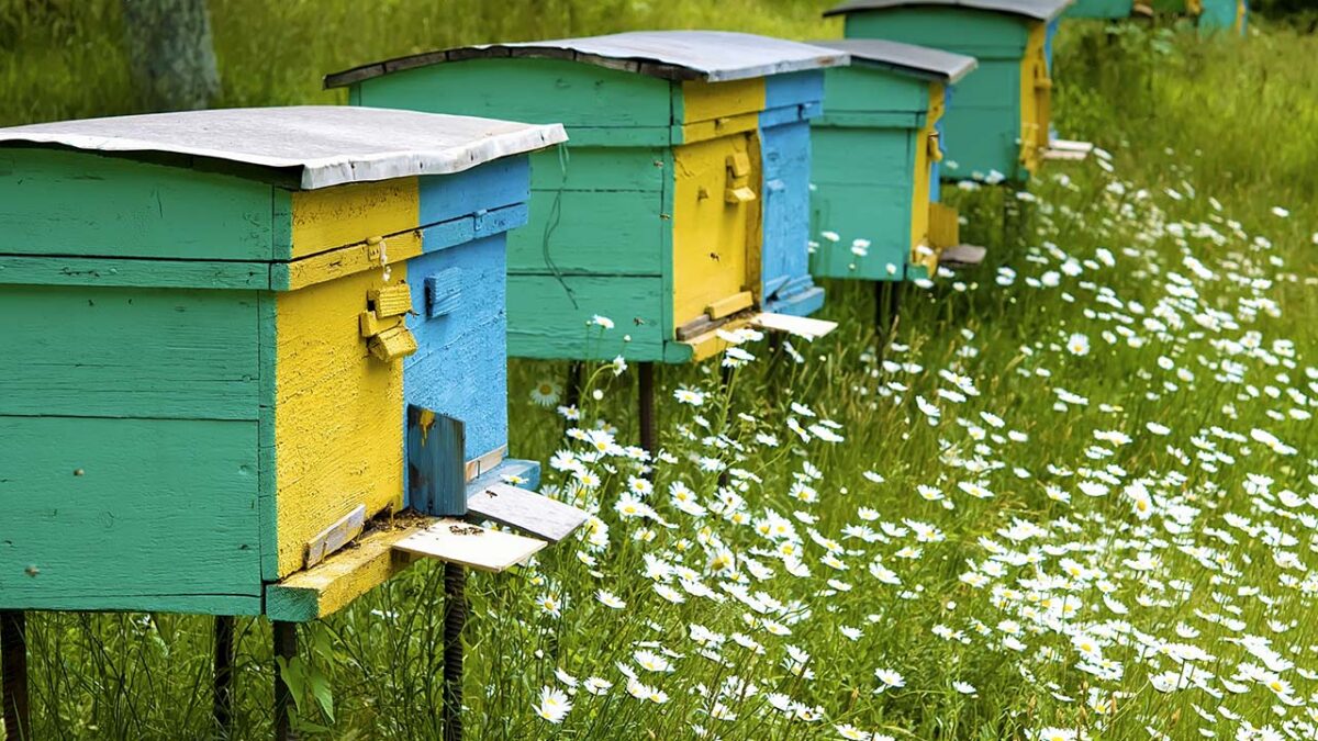how to split a hive