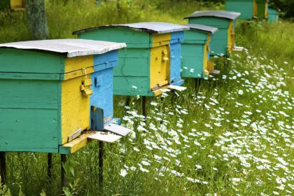 how to split a hive
