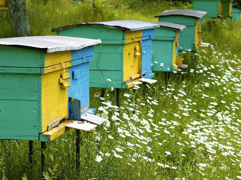 how to split a hive