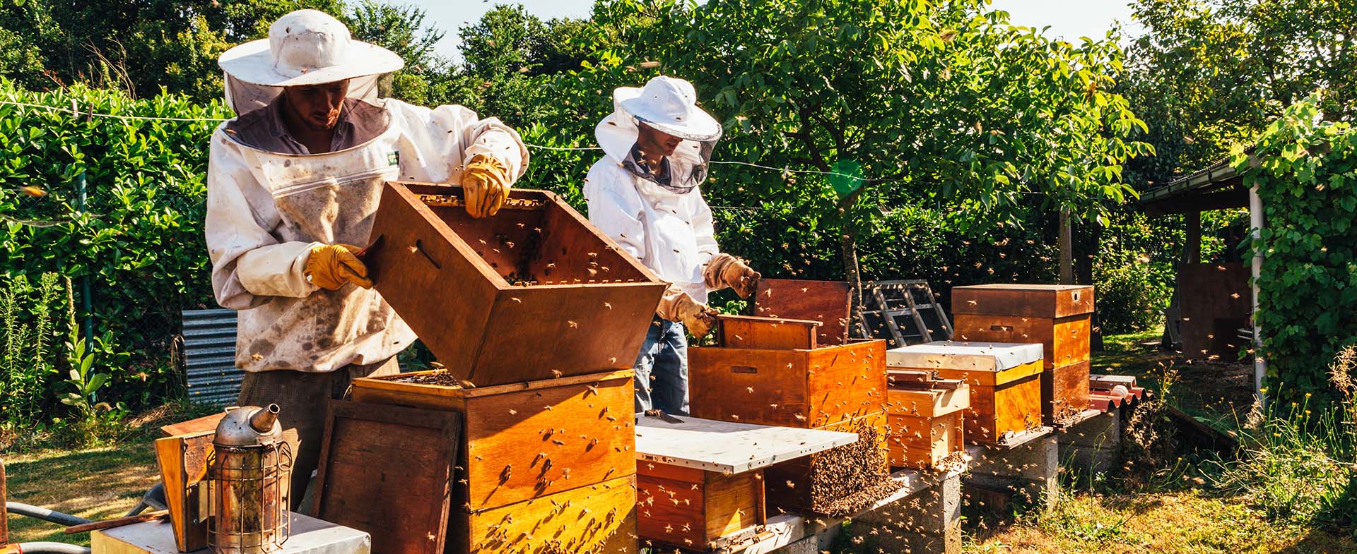 honey bee supplies companies online iowa united states