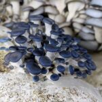 Oyster Mushroom Cultivation Workshop