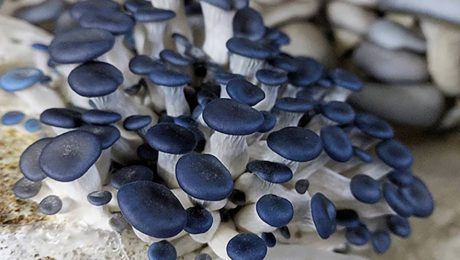 Oyster Mushroom Cultivation Workshop
