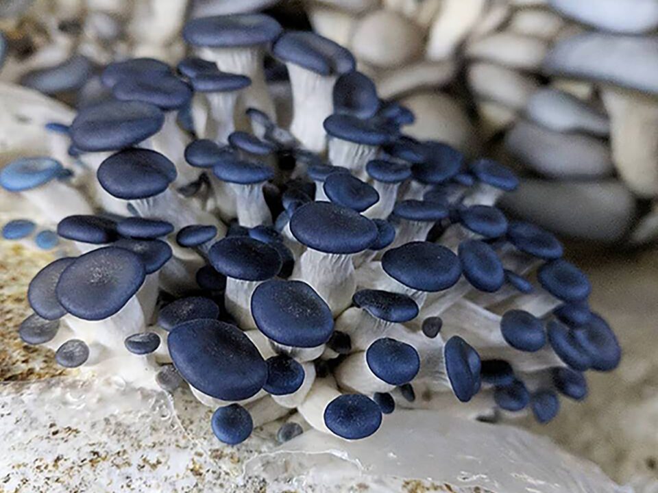Oyster Mushroom Cultivation Workshop