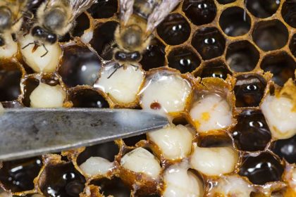 Mite in a beehive, Ukreina. may 2018