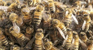 Abeille qui font la grappe
