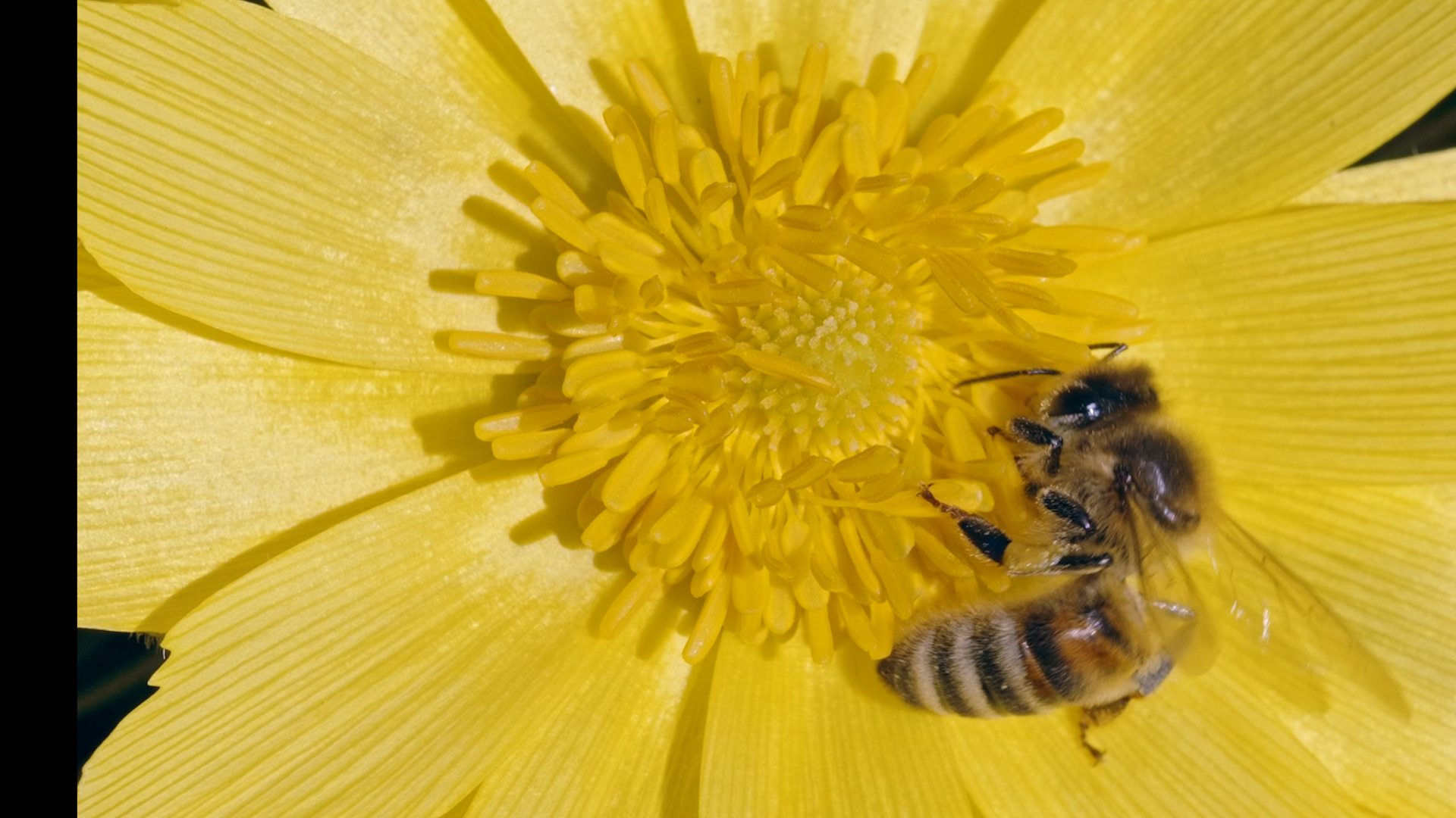 Honeybees Super Pollinators Bee Well