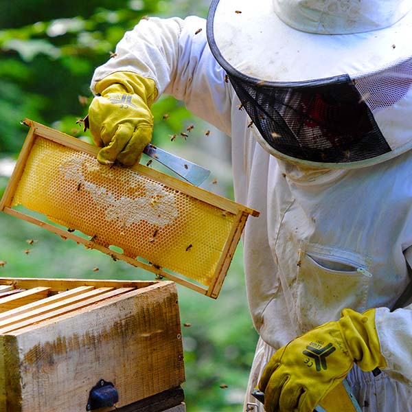 Common Sense Beekeeping Class Bee Well Honey Farm